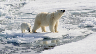 Starving Polar Bears 'Besiege' Russian Scientists in a Scene From My Worst Climate-Change Nightmares